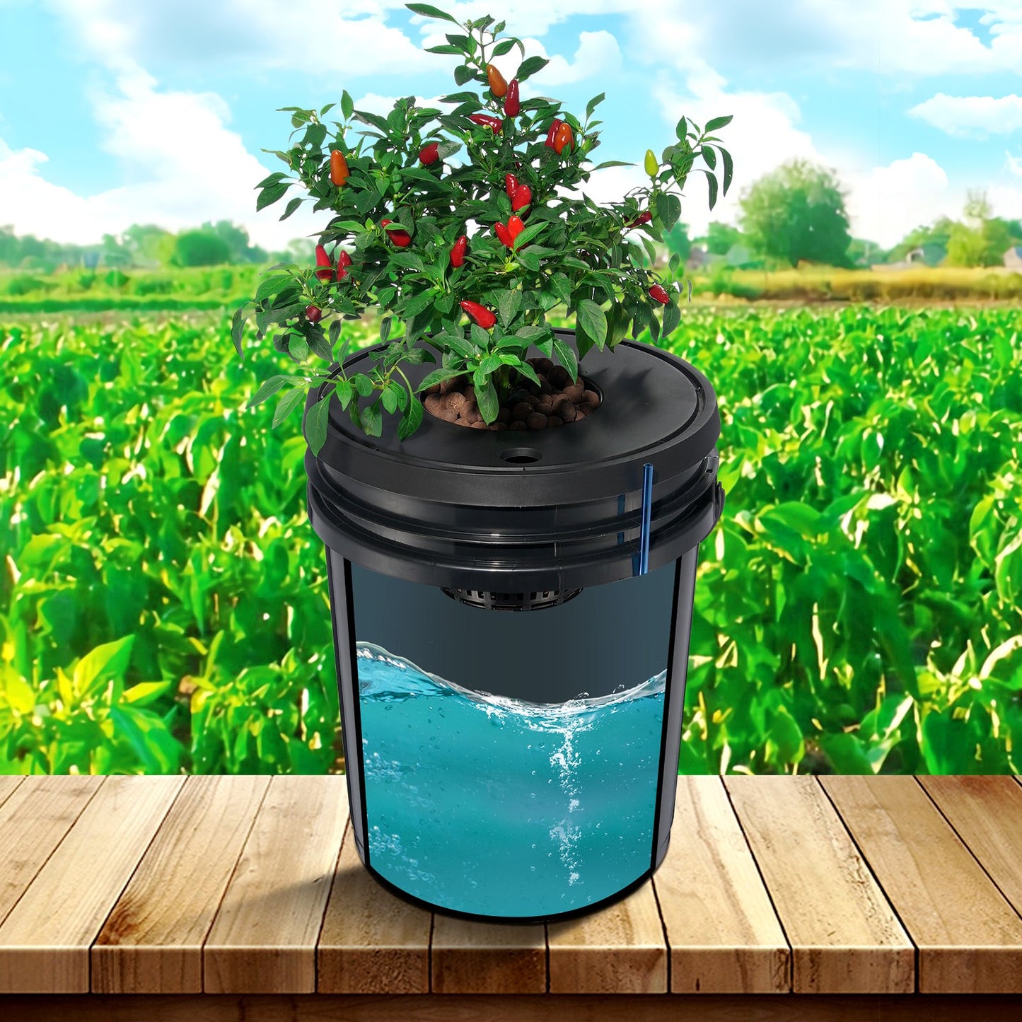 5-Gallon DWC Hydroponic System for Leafy Vegetable
